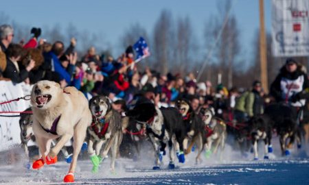 Iditarod Sled Dog Race From Alaska is leaving
